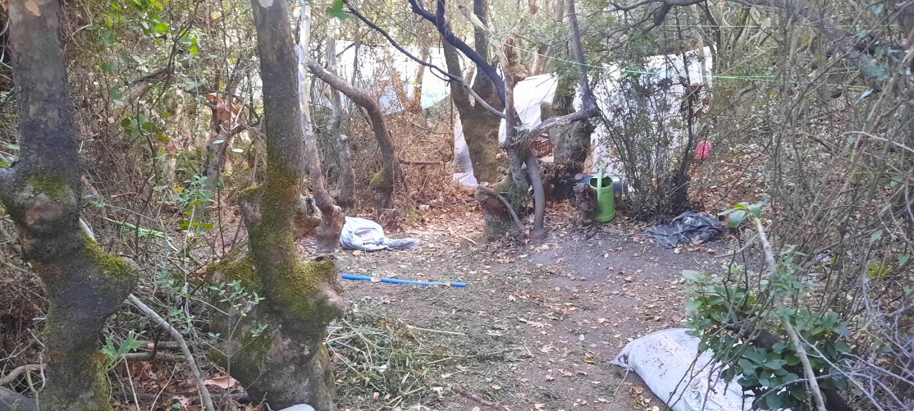 χασισοφυτεία