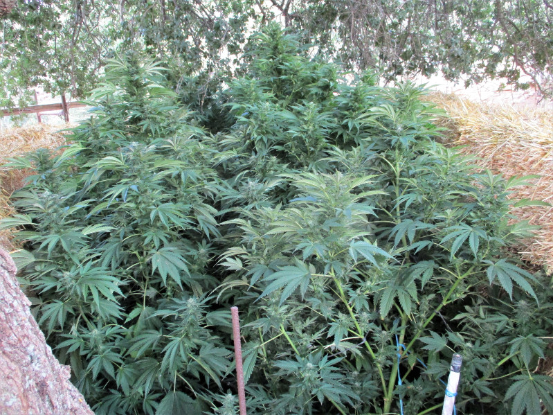 Φυτεία - Ζωνιανά