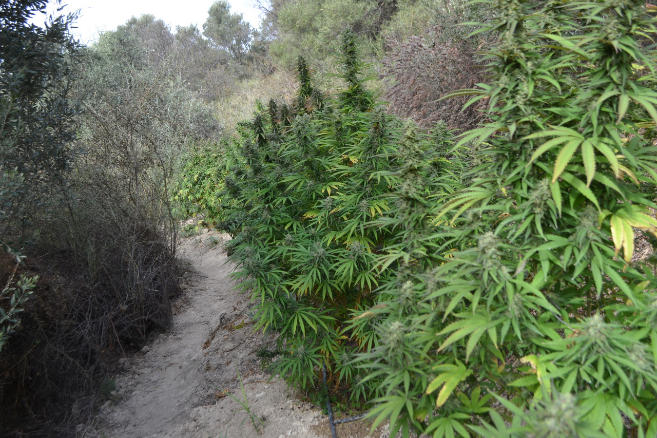 Χασισοφυτεία