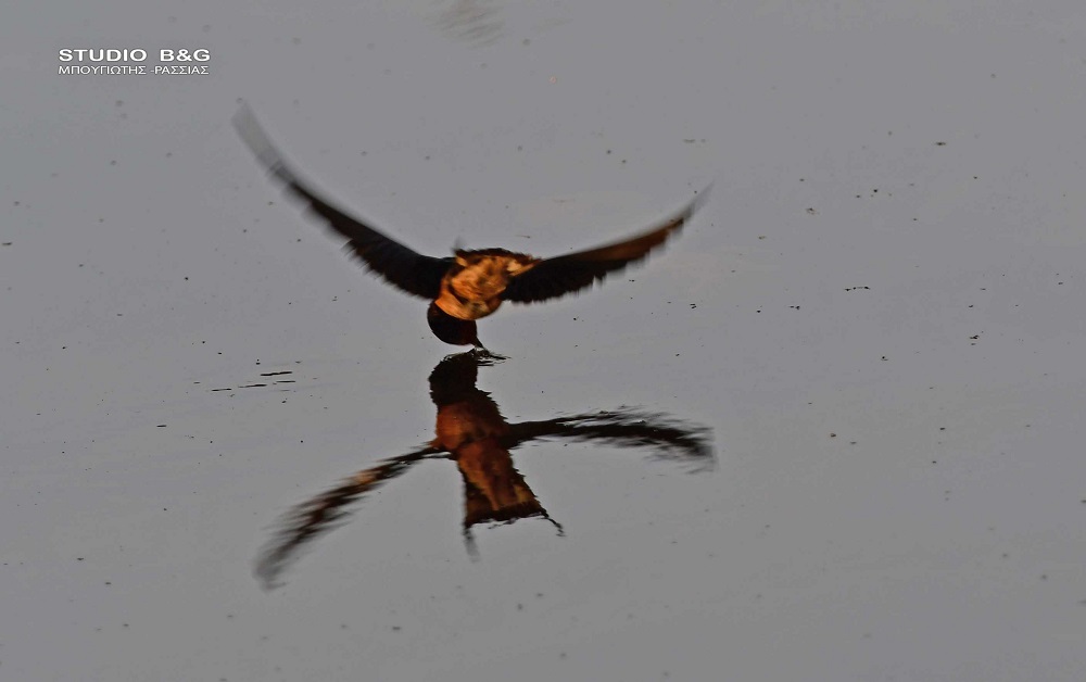 χελιδόνια Ναύπλιο