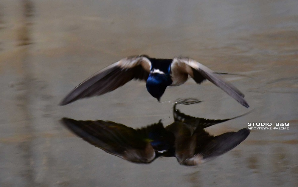 χελιδόνια Ναύπλιο
