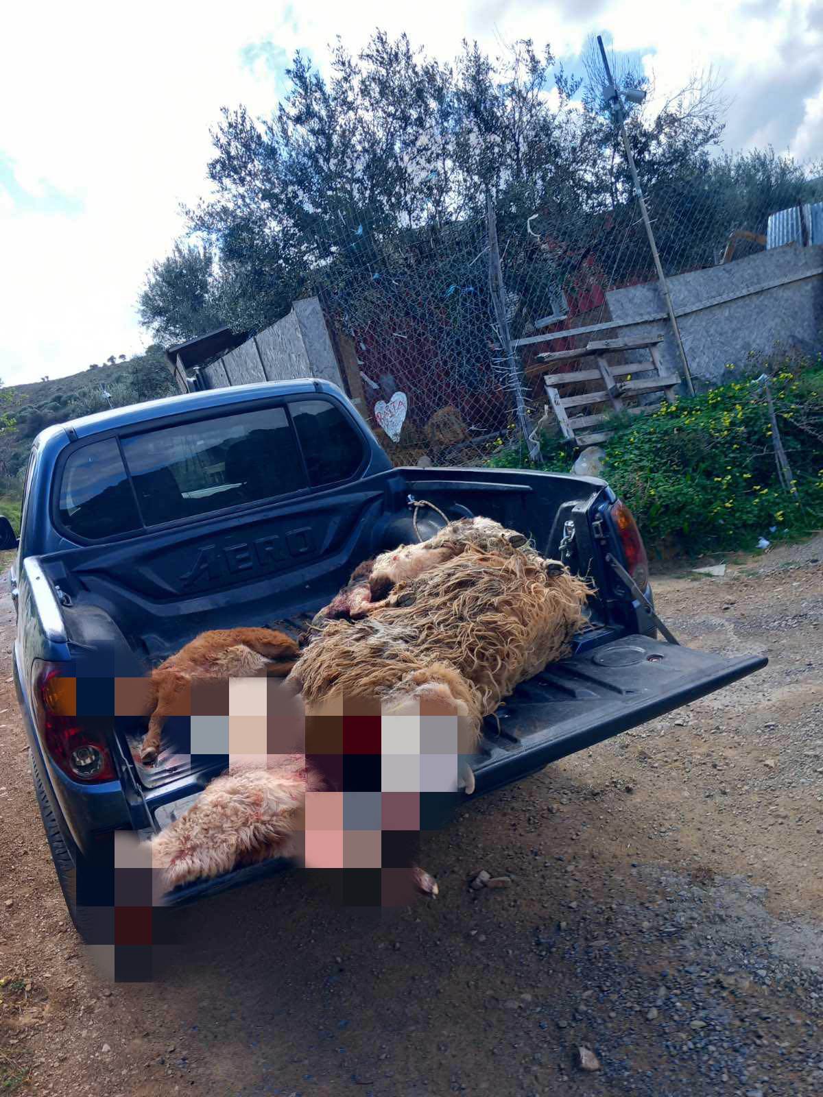 Χερσόνησος θανατωμένα πρόβατα