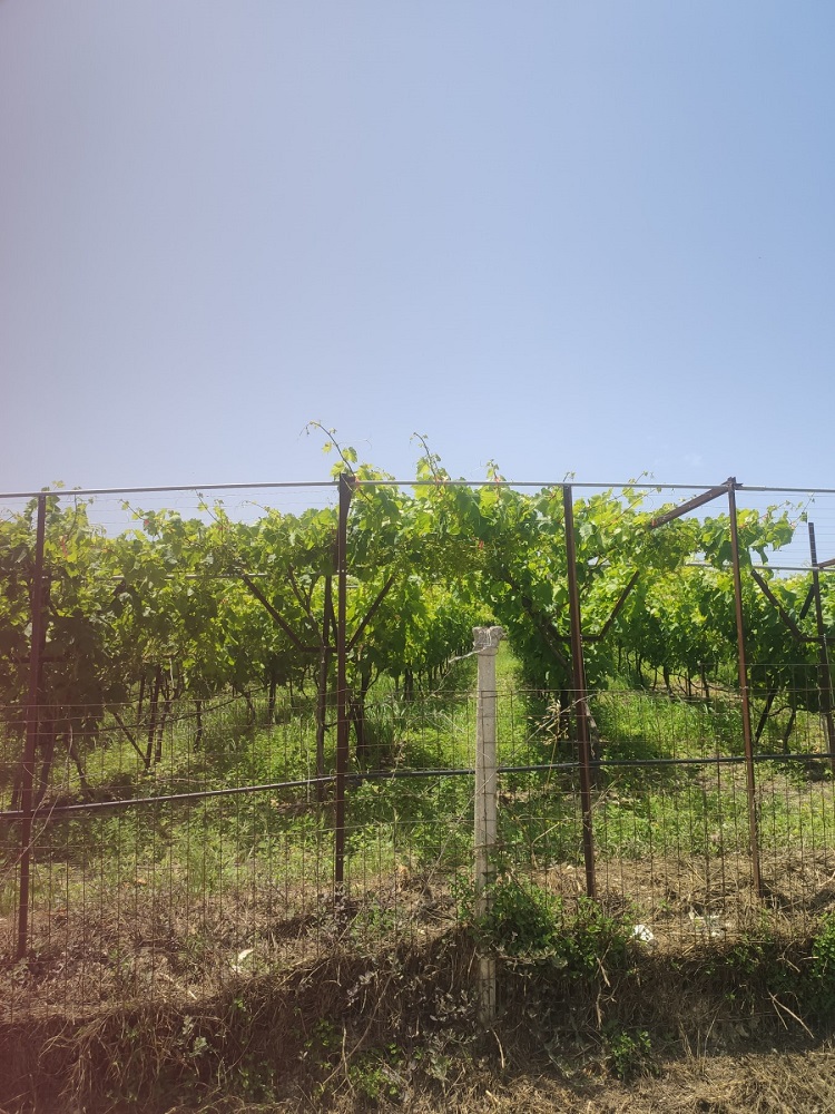 Ζημιές βροχοπτώσεις