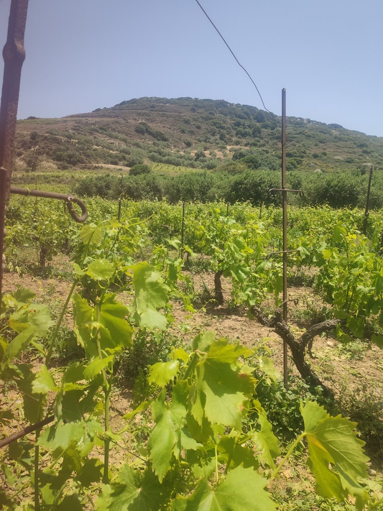 Ζημιές βροχοπτώσεις