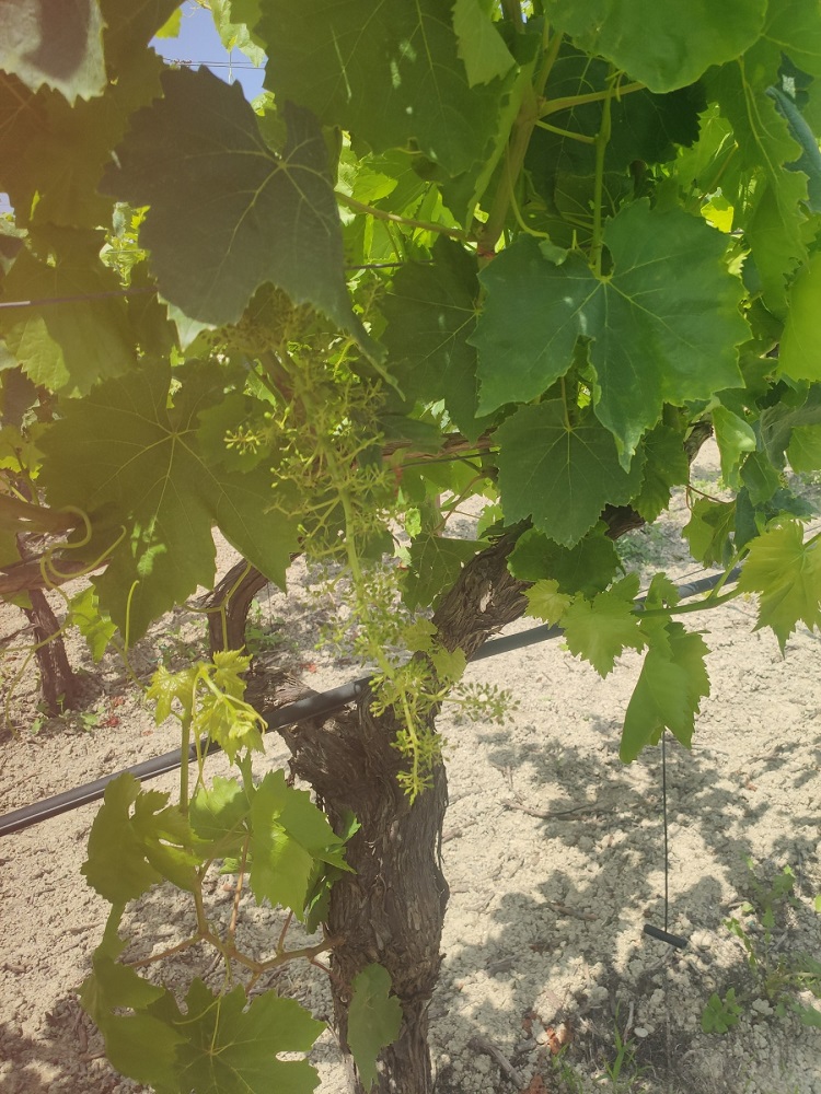 Ζημιές βροχοπτώσεις