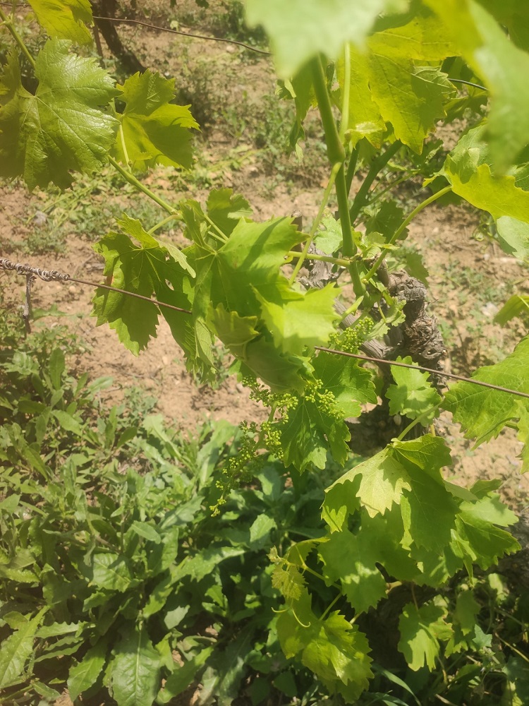 Ζημιές βροχοπτώσεις