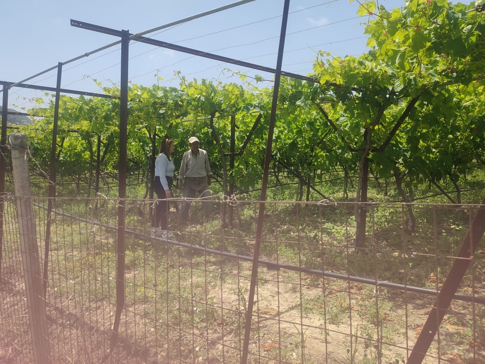 Ζημιές βροχοπτώσεις