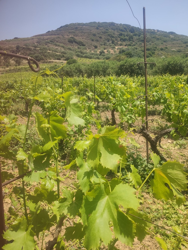 ζημιές βροχοπτώσεις