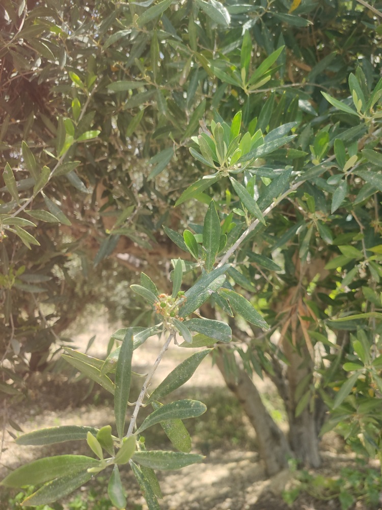 ζημιές βροχοπτώσεις