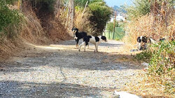 Τρόμος για μητέρα και κόρη στην Πυλαία: Δέχθηκαν επίθεση από αγέλη σκύλων κοντά σε σχολείο