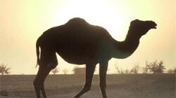 Μετά τους διαγωνισμούς ομορφιάς, το Ριάντ εκδίδει και διαβατήρια για καμήλες!