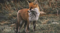 Βίντεο με αλεπού να εισβάλει στο Μέγαρο Μαξίμου