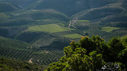 Αλλάζει ο χάρτης για τους αμπελώνες - Τα υψηλά και τα χαμηλά "σκορ" στην Κρήτη