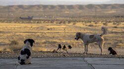 Ημέρα υιοθεσίας για αδέσποτα ζώα συντροφιάς στον Δήμο Πλατανιά
