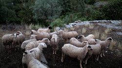 Πρόβατα, κοπάδι