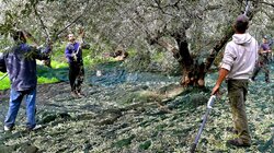 Ελαιοσυλλογή