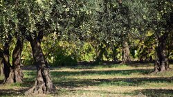 Δακοκτονία