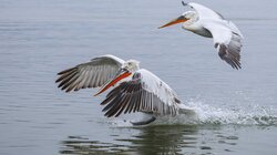 Πρέσπες: Τα πρώτα συμπεράσματα για τον αφανισμό 2300 αργυροεπελεκάνων το 2022