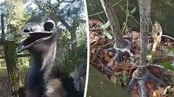 Αστυνομικός συλλαμβάνει πουλί Εμού και του βάζει... χειροπέδες