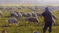 προβατα βοσκος