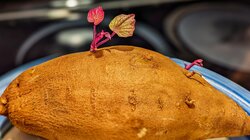 Γλυκοπατάτα