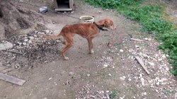 Χανιά: Είχε πέντε σκυλιά σε ακατάλληλες συνθήκες, συνελήφθη 60χρονος - Φωτογραφίες