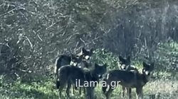 λυκοι λαμία 