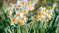 Μανουσάκια