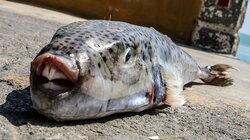 Λαγοκέφαλος