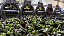 Ελιές ελαιόλαδο