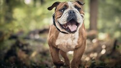 Δεν χαλαρώνει ποτέ ο σκύλος σας στο σπίτι; - Τι μπορείτε να κάνετε