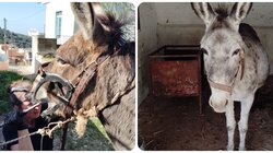 Φιλοζωϊκή Κρήτης, Ιπποειδή, Δράσεις