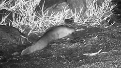 Γατόψαρο απαθανατίζεται να "περπατά" στην στεριά!
