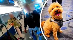 γυναικα-σκύλος-αεροδρόμιο