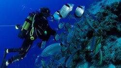 Καταδυτικός τουρισμός