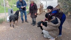 Δράση ιατρικής φροντίδας για τα αδέσποτα σκυλιά στο ΕΛΜΕΠΑ από το Κυνοκομείο του Δήμου Ηρακλείου
