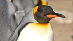 αυτοκρατορικοί πιγκουίνοι