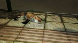 Μεγάλη επιχείρηση για την διάσωση τραυματισμένης αλεπούς