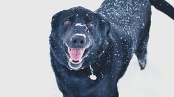 Σκύλος στο χιόνι