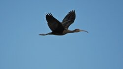 Χαλκόκοτα, Αποσελέμης