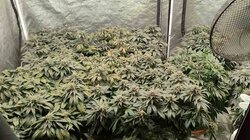 Υδροπονική Καλλιέργεια, Κάνναβη