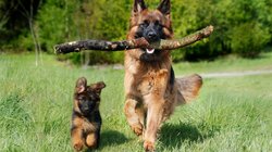 Γιατί μας αγαπάει ο σκύλος μας τόσο πολύ; Η απάντηση που δεν περιμέναμε