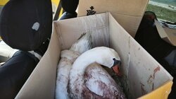 Πυροβόλησαν κύκνο στην Κορωνησία - Διασώθηκε και μεταφέρθηκε για περίθαλψη