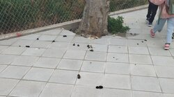 πεζοδρόμια-καθαριότητα