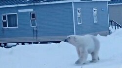 πολική αρκουδα