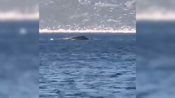 Σκάφος, Frontex, Βύθιση