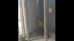 Πόλεμος στη Μέση Ανατολή: Σκύλος στη Δυτικό Όχθη κρύβεται πανικόβλητος καθώς ηχούν σειρήνες πολέμου