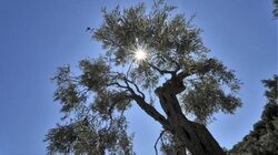 Αίθριος ο καιρός στην Κρήτη την Πέμπτη με 18άρια