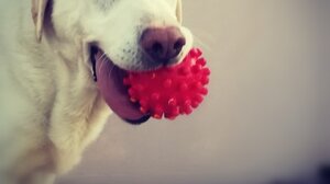 Εγκατέλειψε στα κρυφά το διαμέρισμα και άφησε μέσα τον σκύλο της