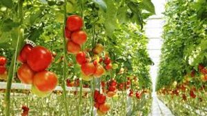 Τα χειρότερα φαγητά αν έχετε γαστροοισοφαγική παλινδρόμηση